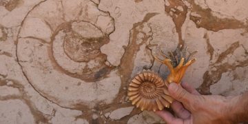 Se abre la convocatoria para participar en la XII Semana de Arqueología y Paleontología