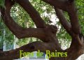 Semana del Árbol: la Ciudad organiza plantaciones y actividades educativas