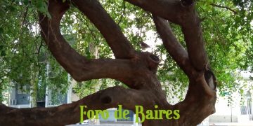 Semana del Árbol: la Ciudad organiza plantaciones y actividades educativas