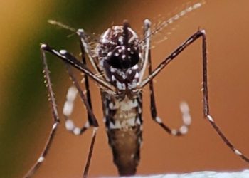 La Ciudad lanzó su campaña de prevención contra el dengue
