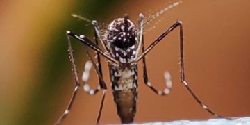 La Ciudad lanzó su campaña de prevención contra el dengue