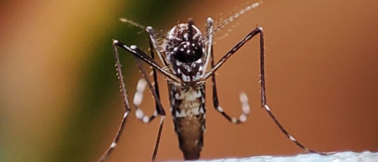 La Ciudad lanzó su campaña de prevención contra el dengue