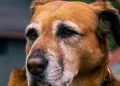 Mascotas mayores: la guía para acompañar a tu compañero en la vejez