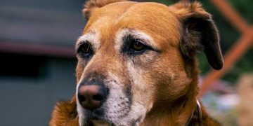 Mascotas mayores: la guía para acompañar a tu compañero en la vejez