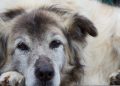 El cansancio puede ser una señal de cardiopatía en los perros