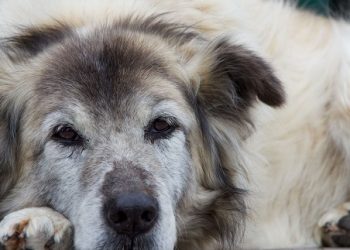 El cansancio puede ser una señal de cardiopatía en los perros