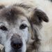 El cansancio puede ser una señal de cardiopatía en los perros