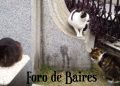 Piden un cementerio y crematorio de animales en Buenos Aires