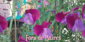 La Huerta «Luna de Enfrente» presenta una exposición de flores a cielo abierto