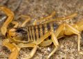 Alertan por presencia de alacranes como efecto secundario de la Corriente del Niño