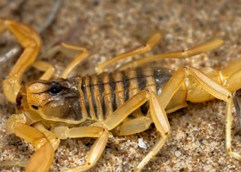 Alertan por presencia de alacranes como efecto secundario de la Corriente del Niño