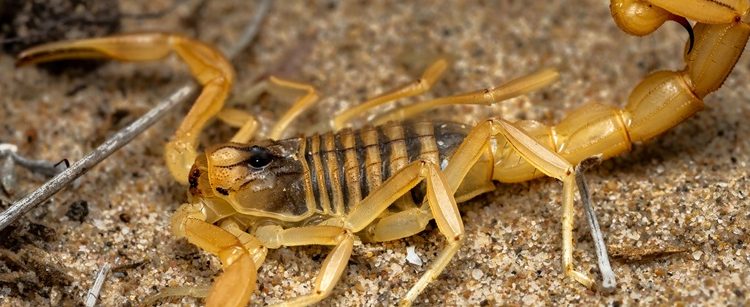 Alertan por presencia de alacranes como efecto secundario de la Corriente del Niño