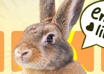 Se viene el Conefest y la Noche de los Alfajores a Palermo