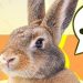 Se viene el Conefest y la Noche de los Alfajores a Palermo
