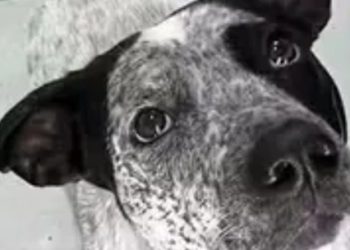 Un policìa de la Ciudad fue desvinculado de su cargo por matar a una perrita inofensiva