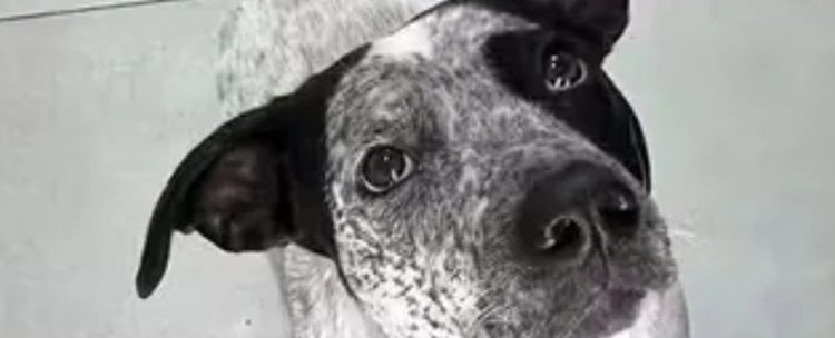 Un policìa de la Ciudad fue desvinculado de su cargo por matar a una perrita inofensiva