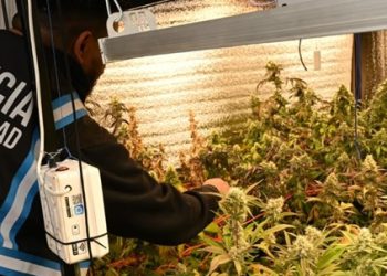 La Policía de la Ciudad fue a buscar armas y se encontró un invernadero con 52 plantas de marihuana en Parque Chacabuco