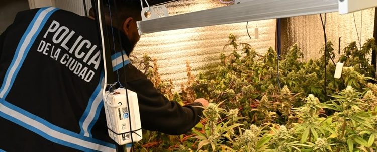 La Policía de la Ciudad fue a buscar armas y se encontró un invernadero con 52 plantas de marihuana en Parque Chacabuco