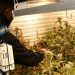 La Policía de la Ciudad fue a buscar armas y se encontró un invernadero con 52 plantas de marihuana en Parque Chacabuco
